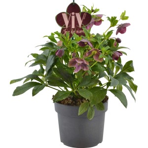 Orientalische Lenzrose Victoria im Topf, purpurrote Blüten und grüne Blätter.