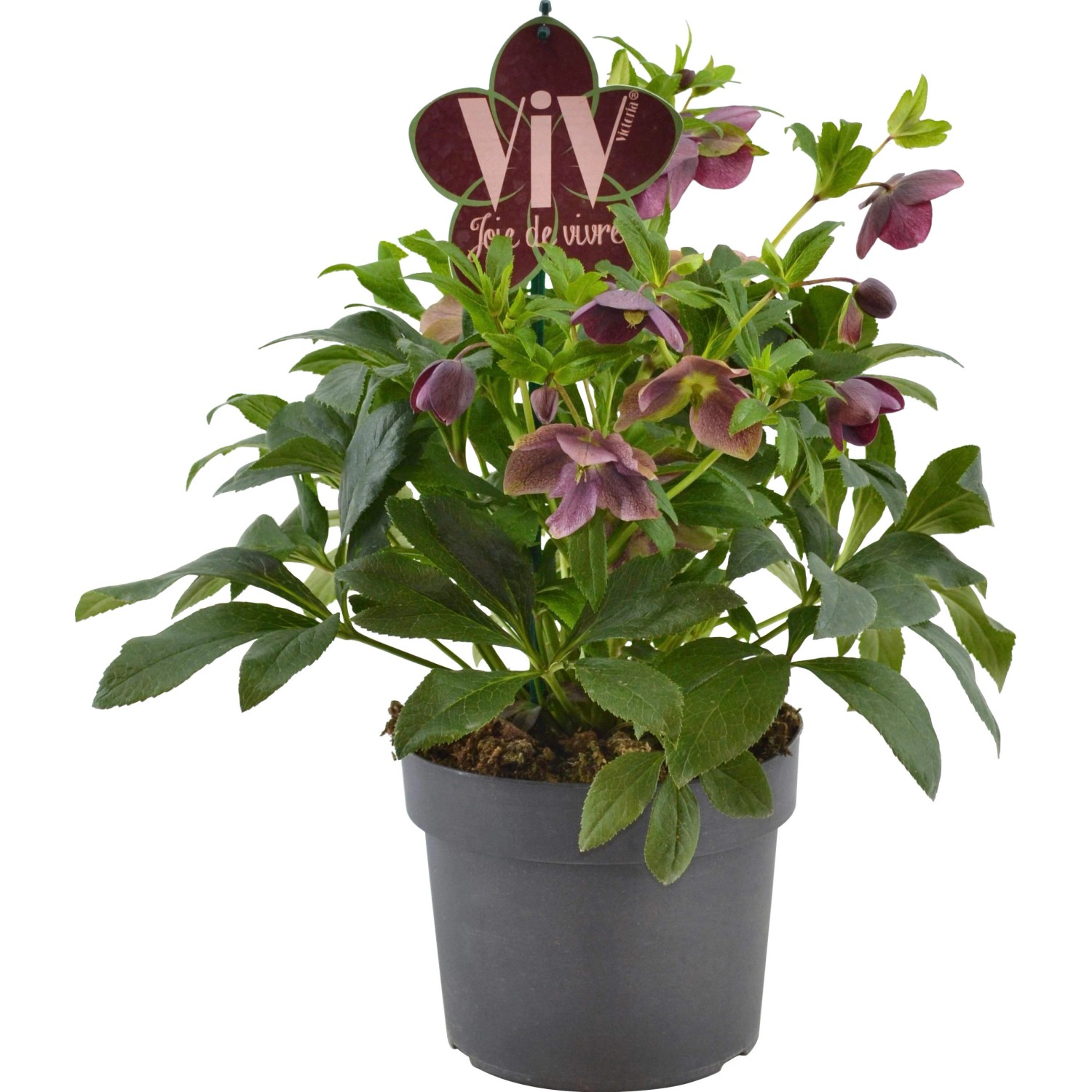 Orientalische Lenzrose "Victoria" TopfØ ca. 19 cm Helleborus