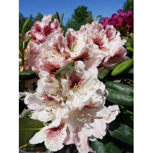 Alpenrose Eyecatcher Daylight Cremeweiß, Rhododendron mit weißen Blüten und roten Akzenten.