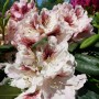 Alpenrose Eyecatcher Daylight Cremeweiß, Rhododendron mit weißen Blüten und roten Akzenten.