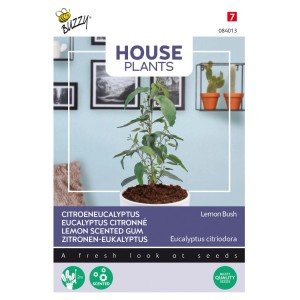 Eukalyptus 'Lemon Bush' Buzzy House Plants Ca. 10 Samen Für Innenkultur