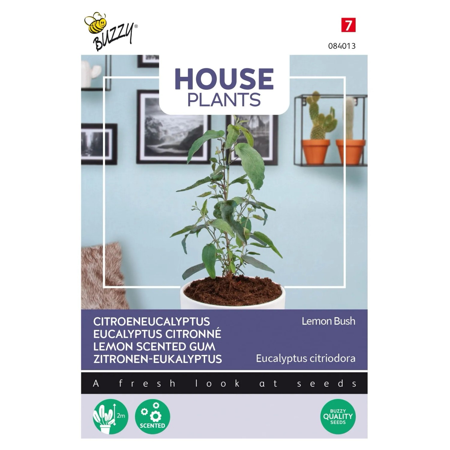 Eukalyptus 'Lemon Bush' Buzzy House Plants Ca. 10 Samen Für Innenkultur