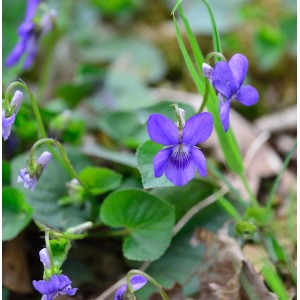 Nahaufnahme von blühenden, lilafarbenen Duftveilchen (Viola odorata) im Garten.