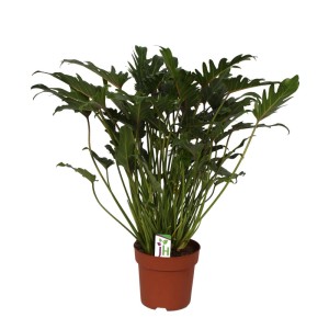 Exotischer Philodendron Xanadu im Topf, ca. 65cm hoch. Zimmerpflanze mit grünen, geschlitzten Blättern.