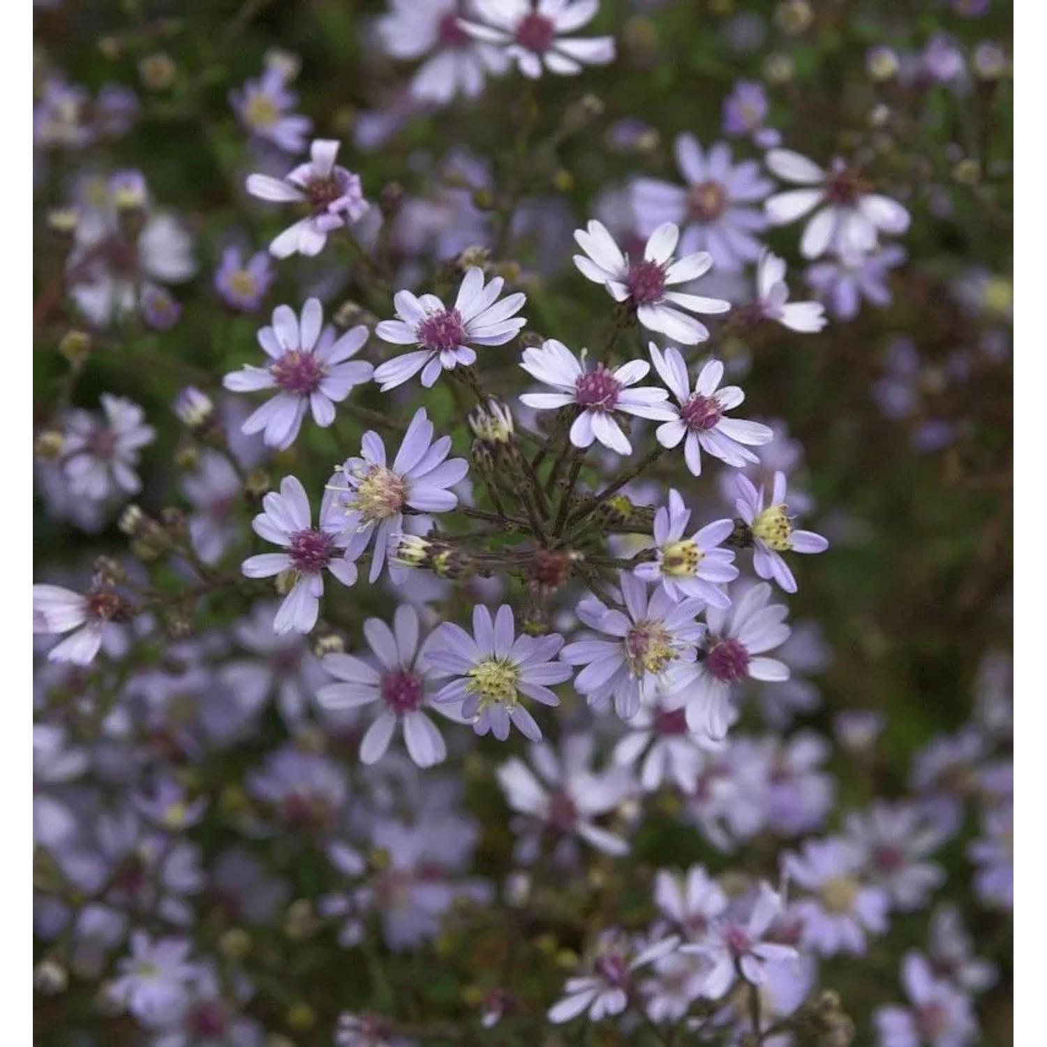 Schleieraster Blue Heaven - Aster cordifolius