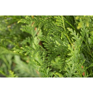 Detailaufnahme der grünen Nadeln einer Thuja 'Atrovirens' Heckenpflanze.