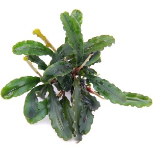 Dennerle Aquariumpflanze Bucephalandra Wavy Leaf, grüne Wasserpflanze mit gewellten Blättern.