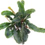 Dennerle Aquariumpflanze Bucephalandra Wavy Leaf, grüne Wasserpflanze mit gewellten Blättern.