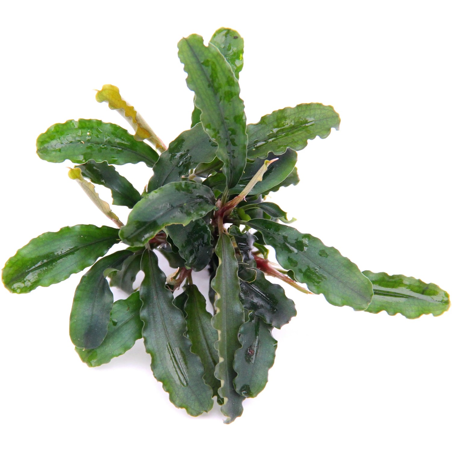 Dennerle Plants Aquariumpflanze Bucephalandra Spec. Wavy Leaf