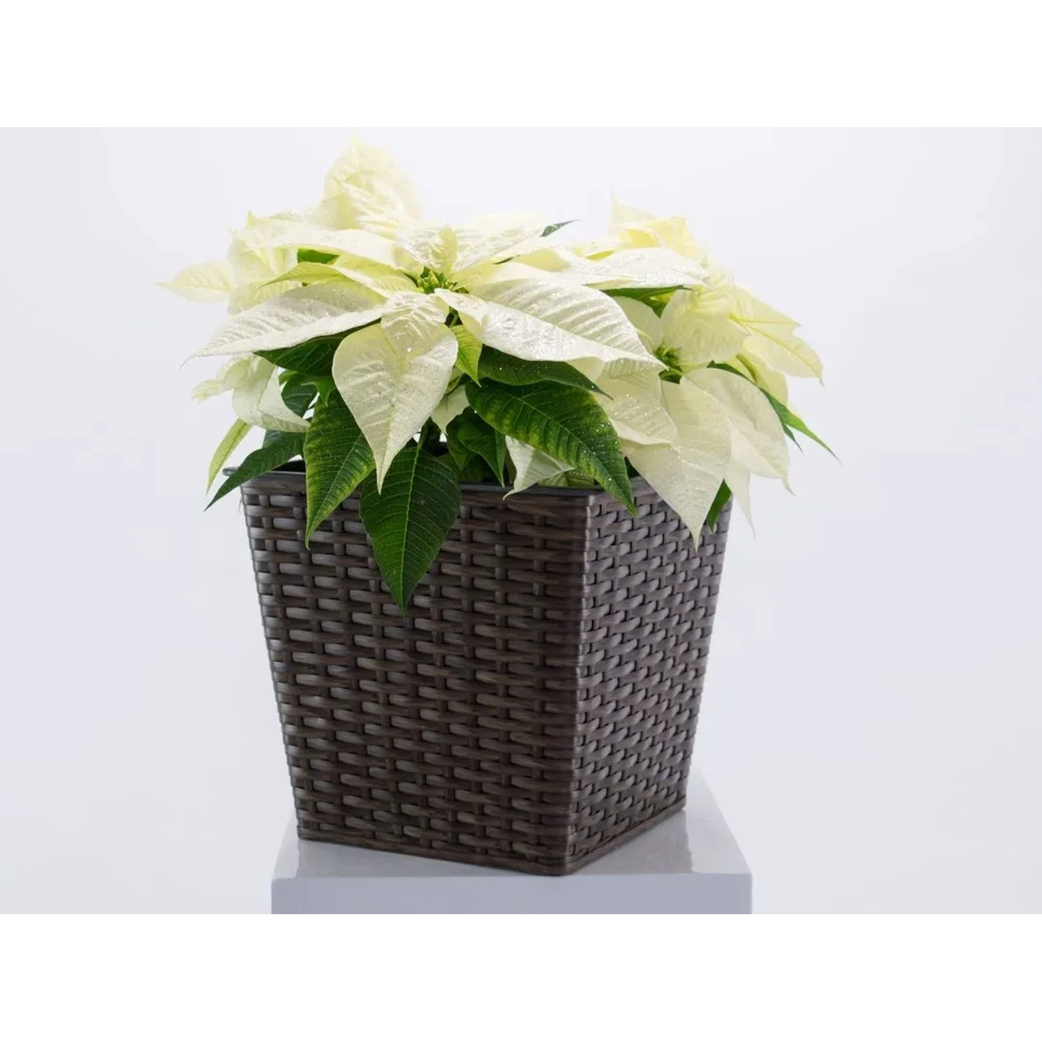 Elegant Einrichten Pflanzkübel Quadratisch-Konisch Polyrattan 26x26x24cm Mocca