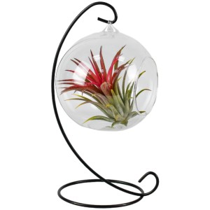 Tillandsien-Arrangement im Glasgefäß mit schwarzem Metallständer, Topf ca. 13cm.