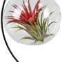 Tillandsien-Arrangement im Glasgefäß mit schwarzem Metallständer, Topf ca. 13cm.