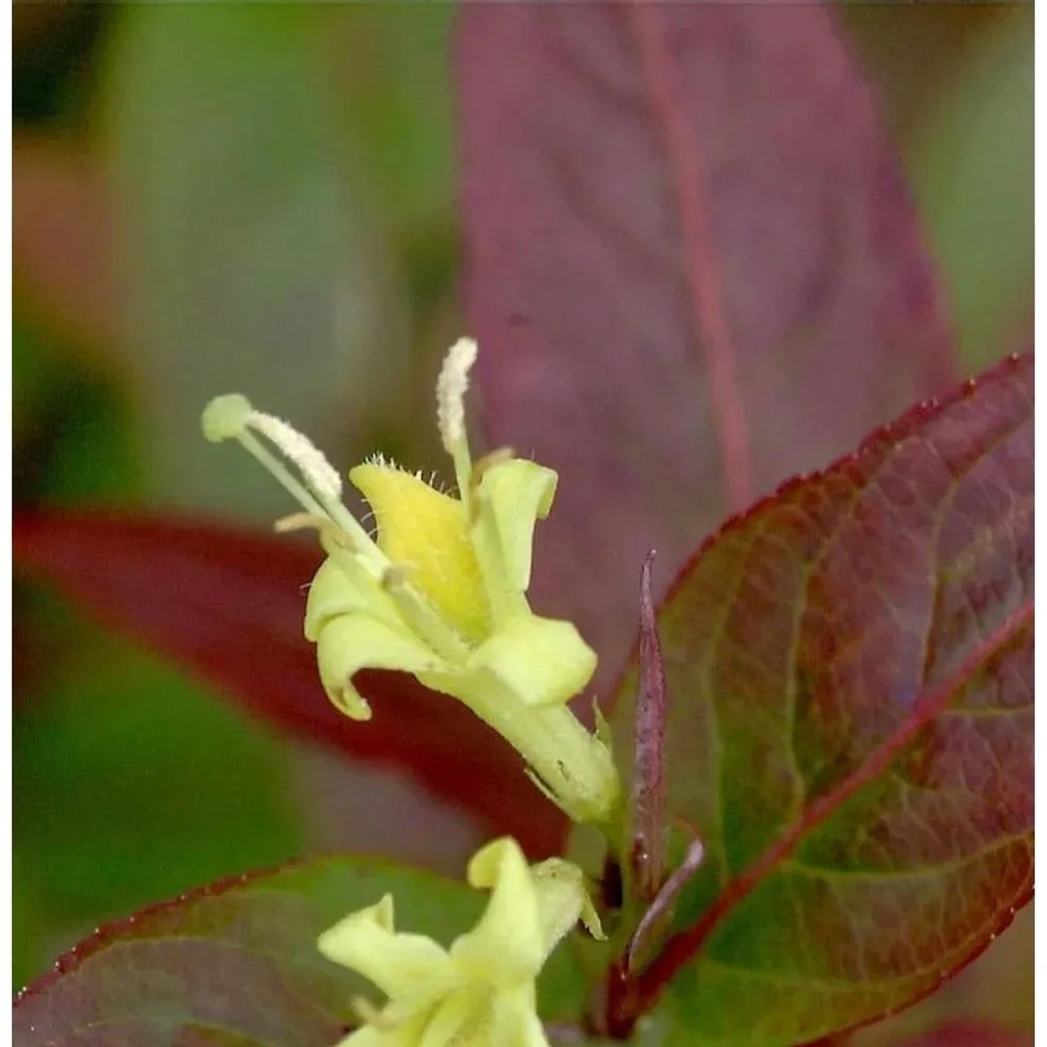 Amerikanische Weigelie Kodiak Orange 30-40cm - Diervilla splendens