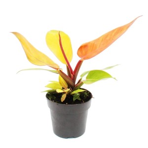 Exotischer Philodendron Prince of Orange im 12cm Topf mit orangefarbenen Blättern.