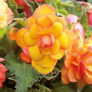 Hängebegonie Cascade Golden Balcony mit goldgelben Blüten, ca. 25 cm hoch.