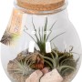 Tillandsien-Arrangement im Glasgefäß (Ø 18cm) mit Korkdeckel, Steinen und Holz.