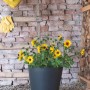 Anthrazitfarbener Deroma Pflanztopf Origin Plant Pot 24 cm mit Sonnenblumen bepflanzt.