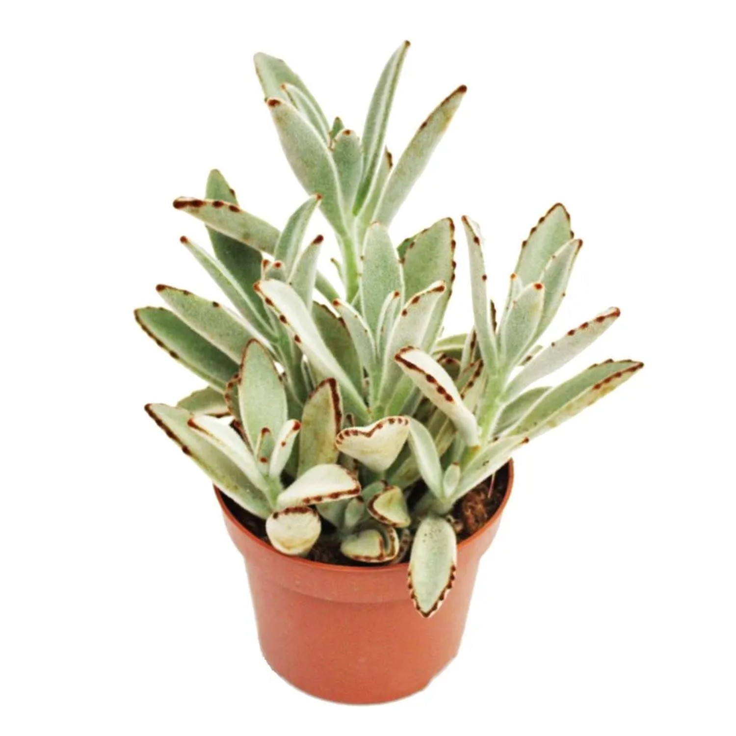Exotenherz Kalanchoe Tomentosa Hasenöhrchen im 5,5cm Topf