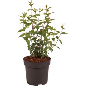 Gartenjasmin 'Lemoinei' im Topf, ca. 40 cm hoch. Zierstrauch für Garten und Balkon.