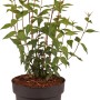 Gartenjasmin 'Lemoinei' im Topf, ca. 40 cm hoch. Zierstrauch für Garten und Balkon.