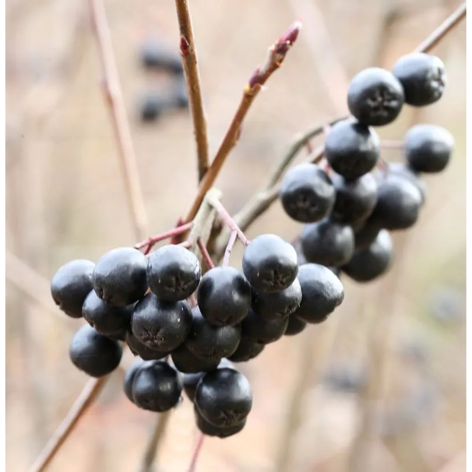 Hochstamm Apfelbeere Viking 100-125cm - Aronia melanocarpa