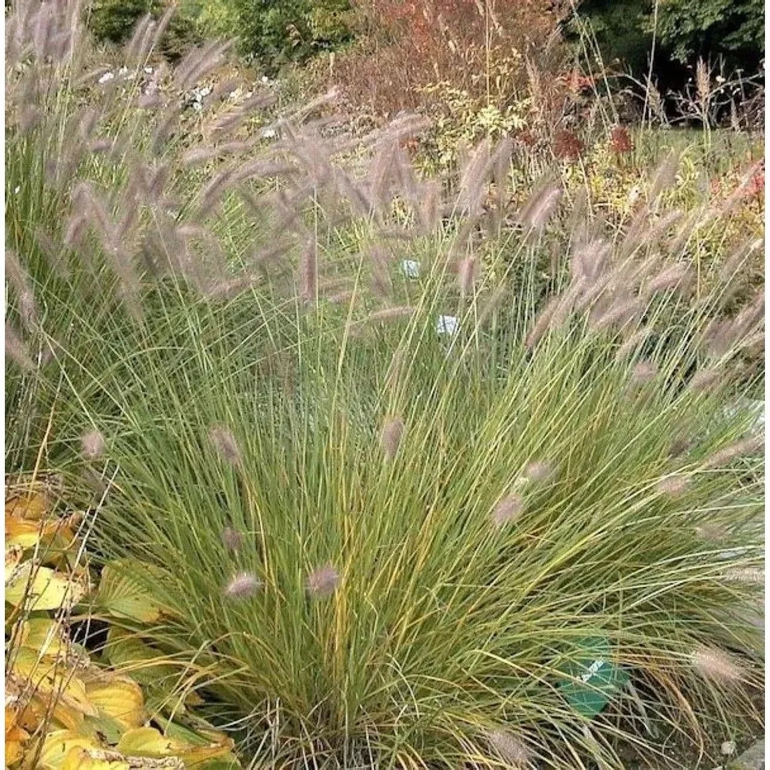 Orient Federborstengras - großer Topf - Pennisetum orientale
