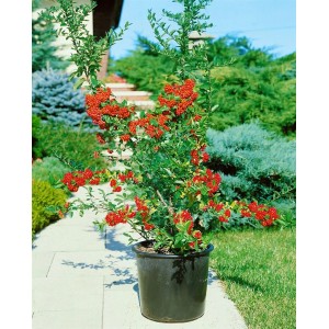 Feuerdorn 'Mohave' (40-60 cm) im Topf mit leuchtend roten Beeren, ideal als Heckenpflanze.