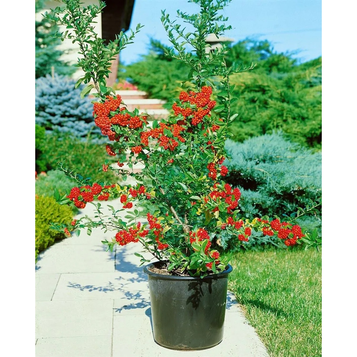 Feuerdorn 'Mohave' (40-60 cm) im Topf mit leuchtend roten Beeren, ideal als Heckenpflanze.