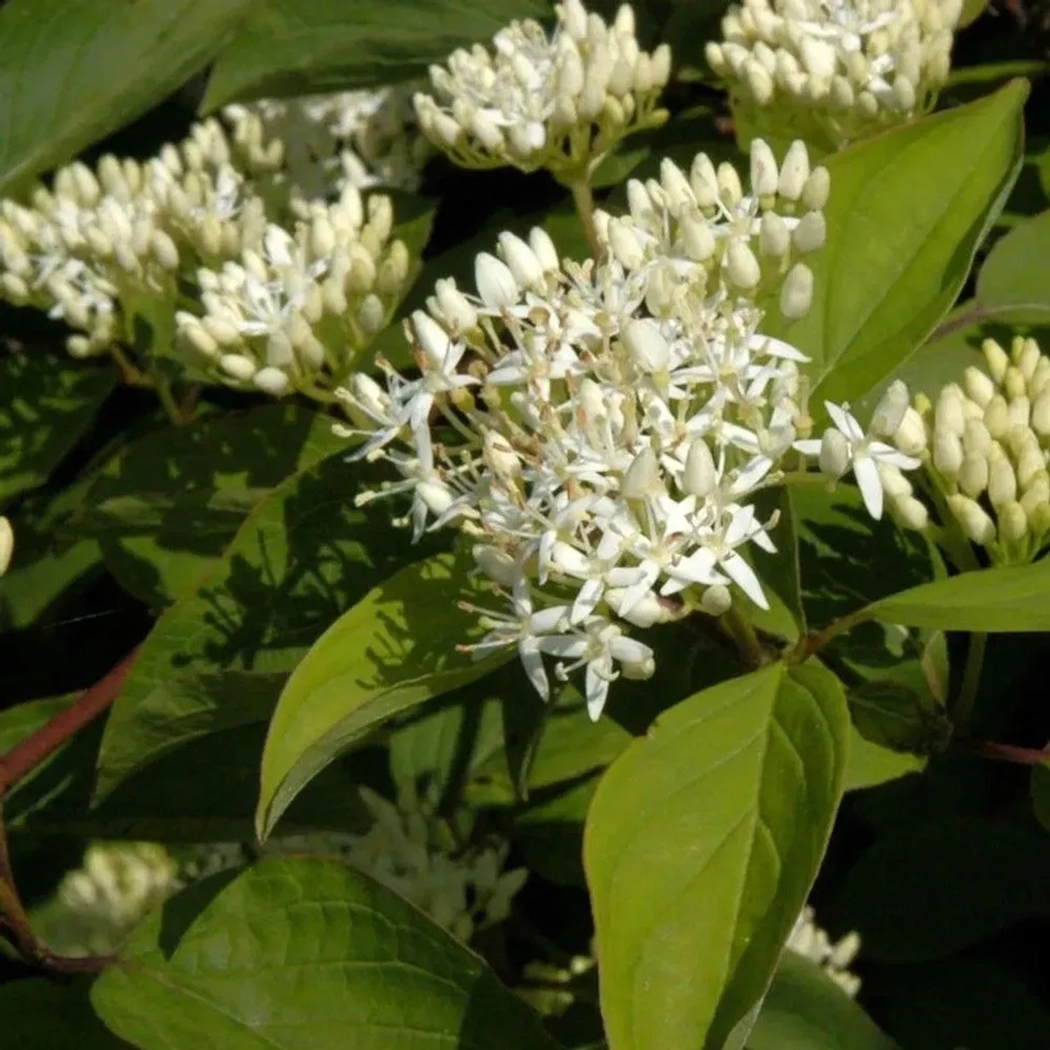 Orangerindiger Hartriegel Midwinter Fire 40-60cm - Cornus sanguinea