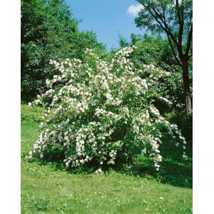 Blühender Deutzia Magnifica Maiblumenstrauch mit weißen Blüten im Garten.