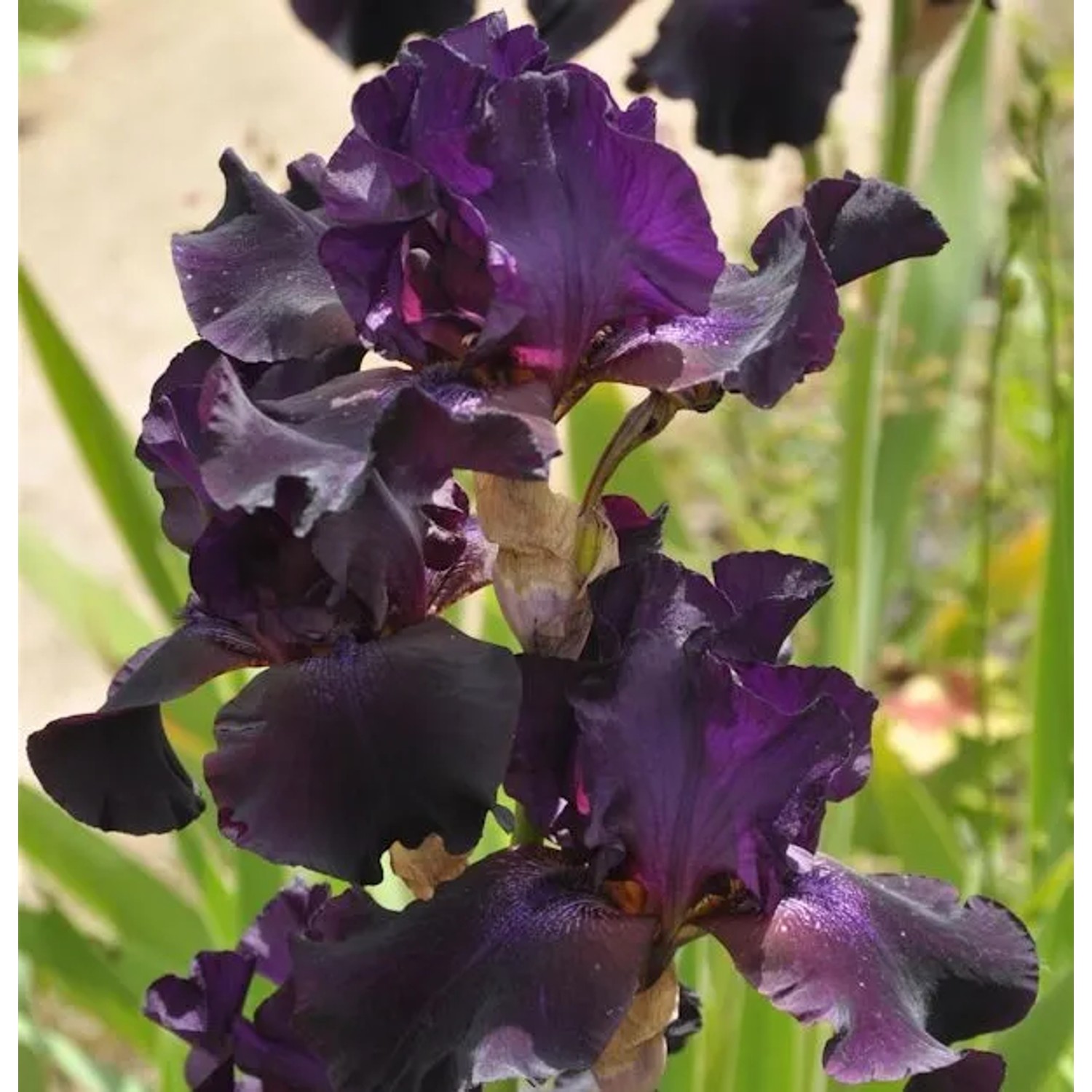 Schwertlilie Superstition - Iris barbata