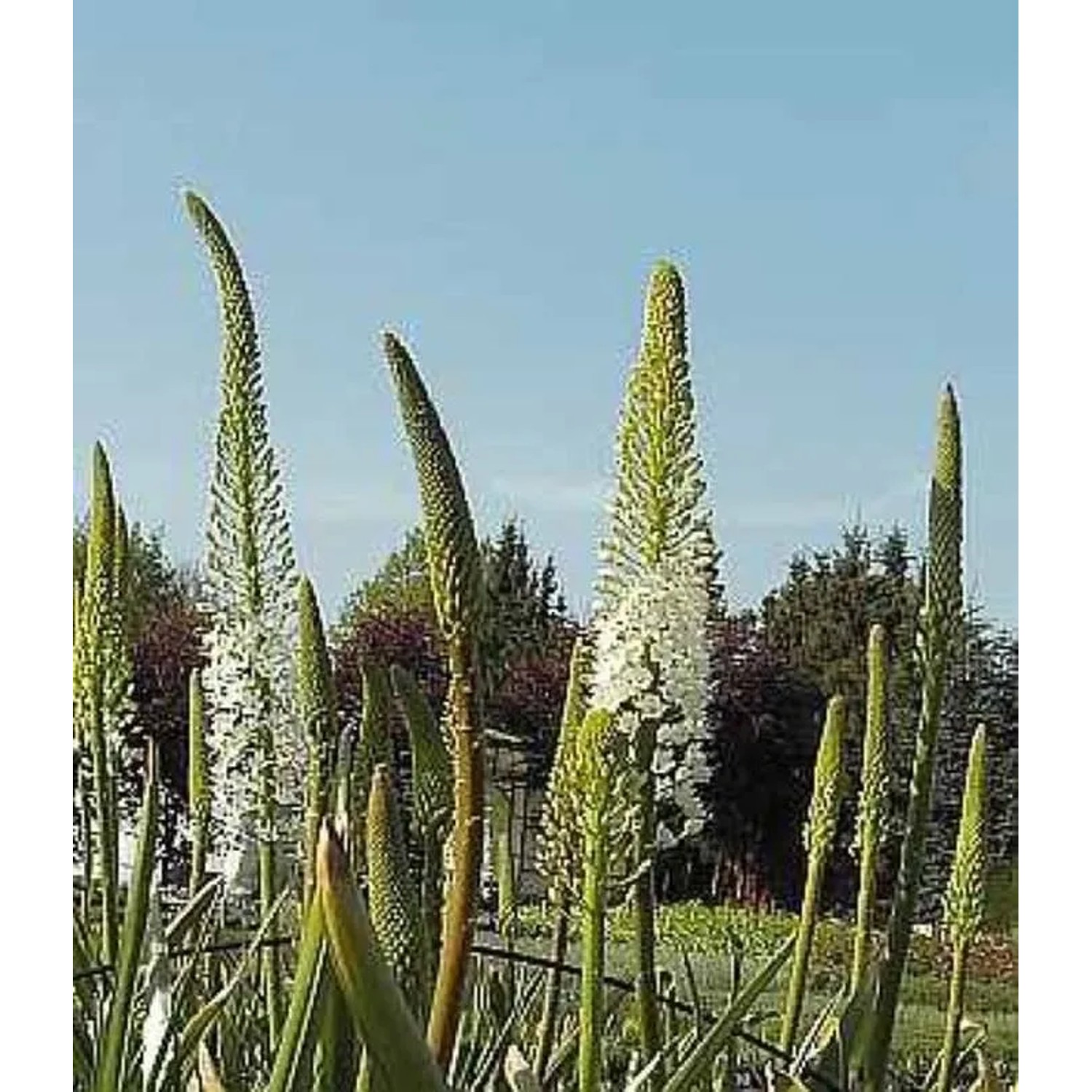 Weiße Steppenlilie - Eremurus himalaicus