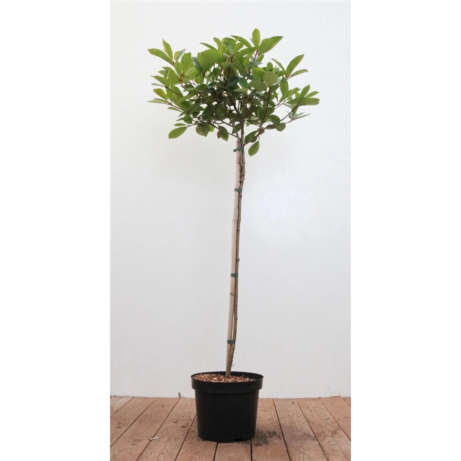 Photinia Fraseri Red Robin Glanzmispel Rote Blätter 80 cm Stammhöhe günstig online kaufen