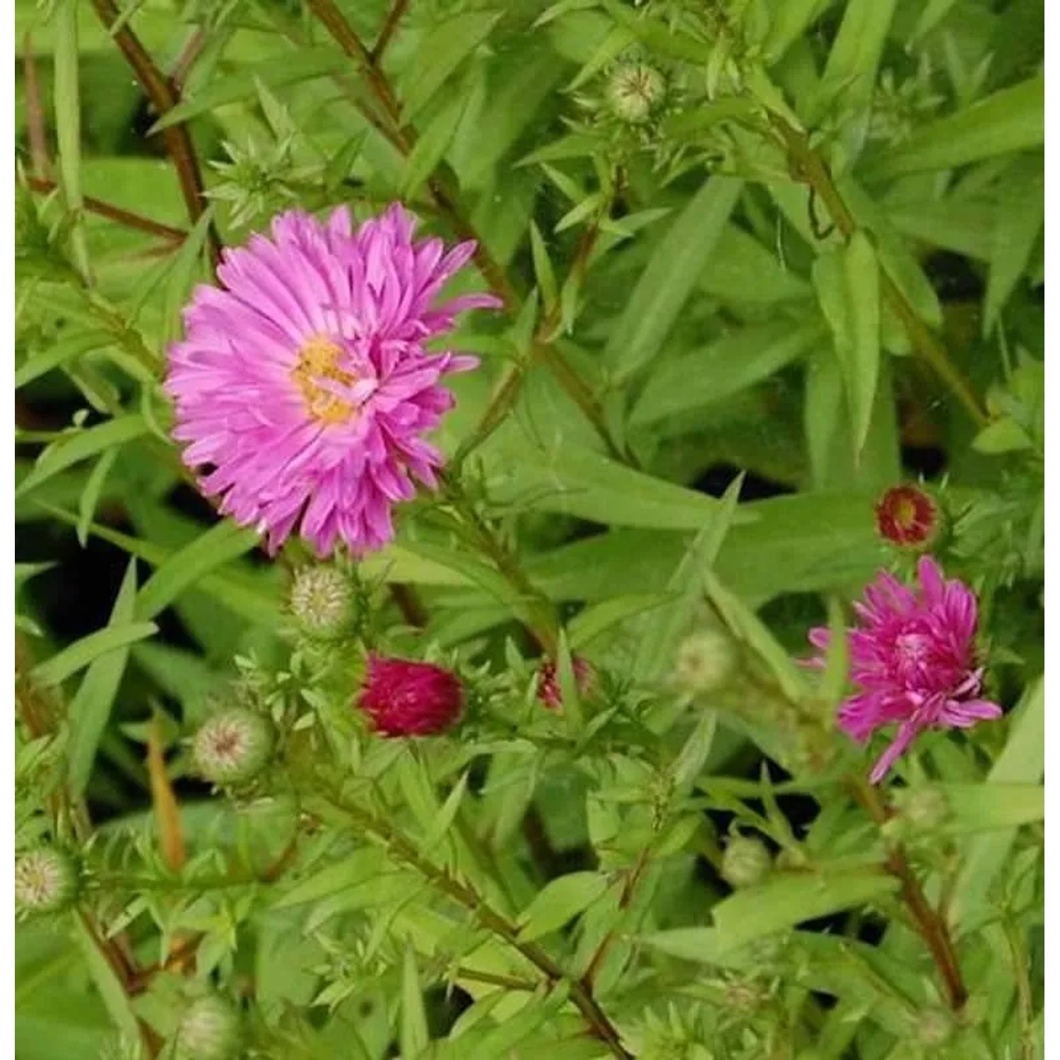 Rauhblattaster Sarah Ballard - Aster novae angliae