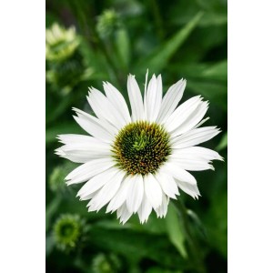 Nahaufnahme einer weißen Echinacea Purpurea Virgin Staude im 11x11 cm Topf.