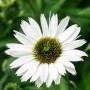Nahaufnahme einer weißen Echinacea Purpurea Virgin Staude im 11x11 cm Topf.