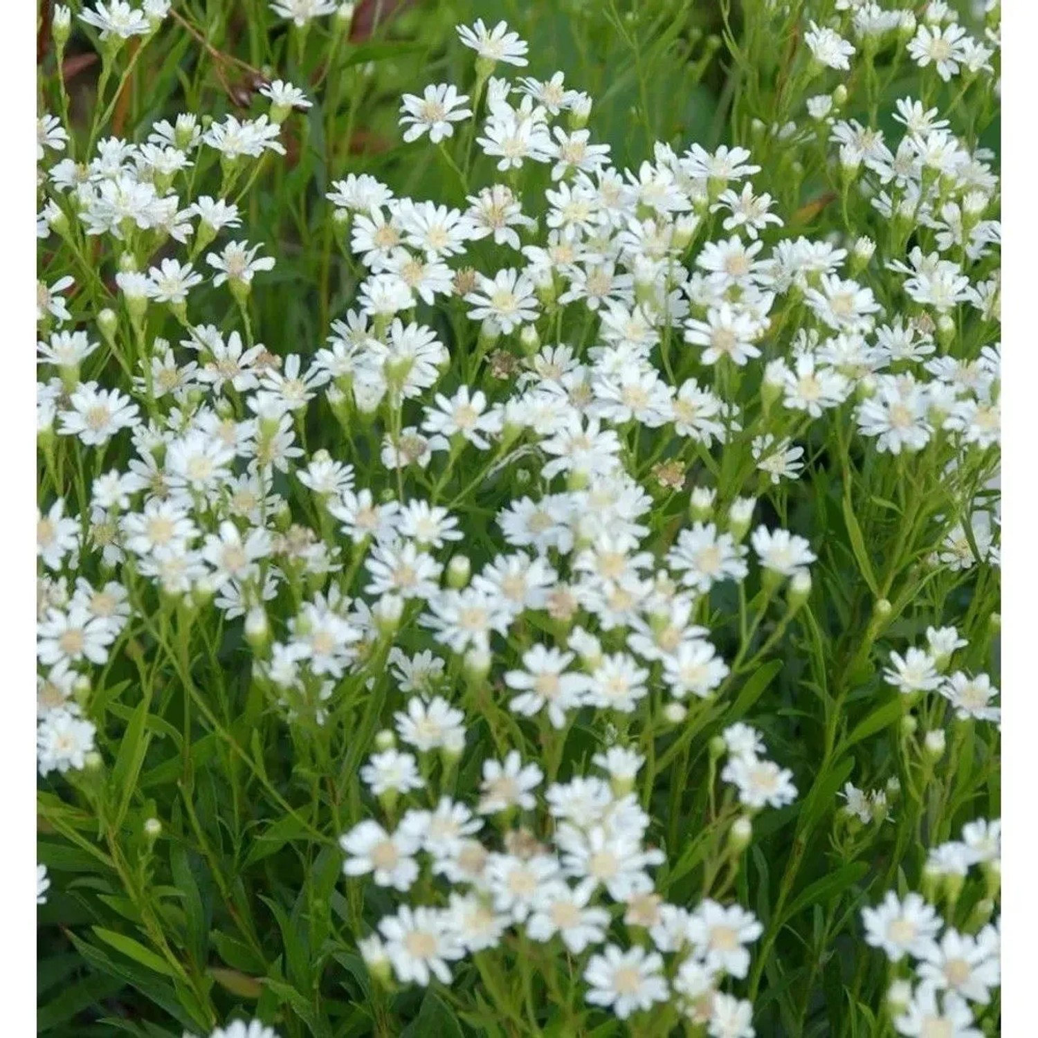 Hochland-Aster Major - Aster ptarmicoides