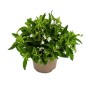 Hängende, weiße Männertreu (Lobelia richardii) im 11cm Topf, 3er Set. Hängepflanze für Balkon und Garten.