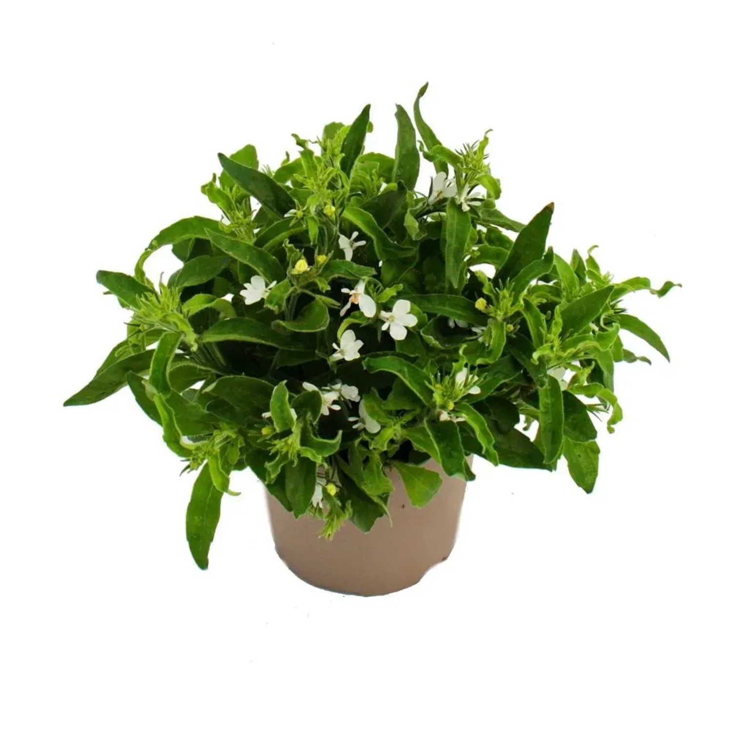 Hängende, weiße Männertreu (Lobelia richardii) im 11cm Topf, 3er Set. Hängepflanze für Balkon und Garten.