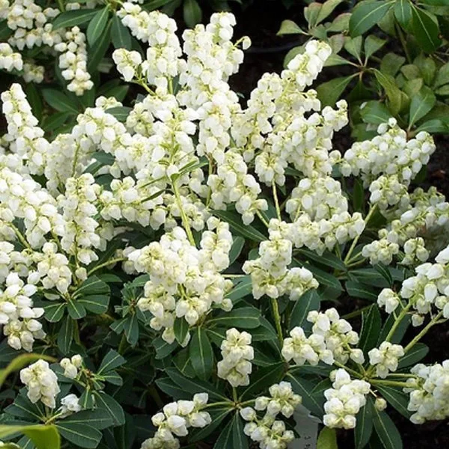 Schattenglöckchen 'Debutante' Pieris japonica 20 bis 30 cm im Container Für Sauren Boden