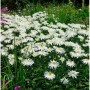Feld mit weißen Winterastern Edelweiß (Chrysanthemum hortorum) mit gelber Mitte.