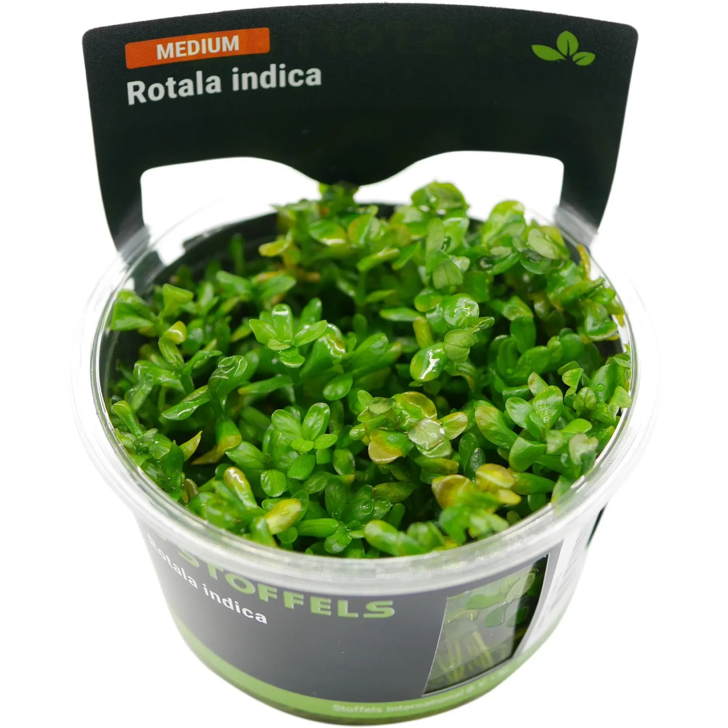 Rotala indica (Bonsai) in-vitro