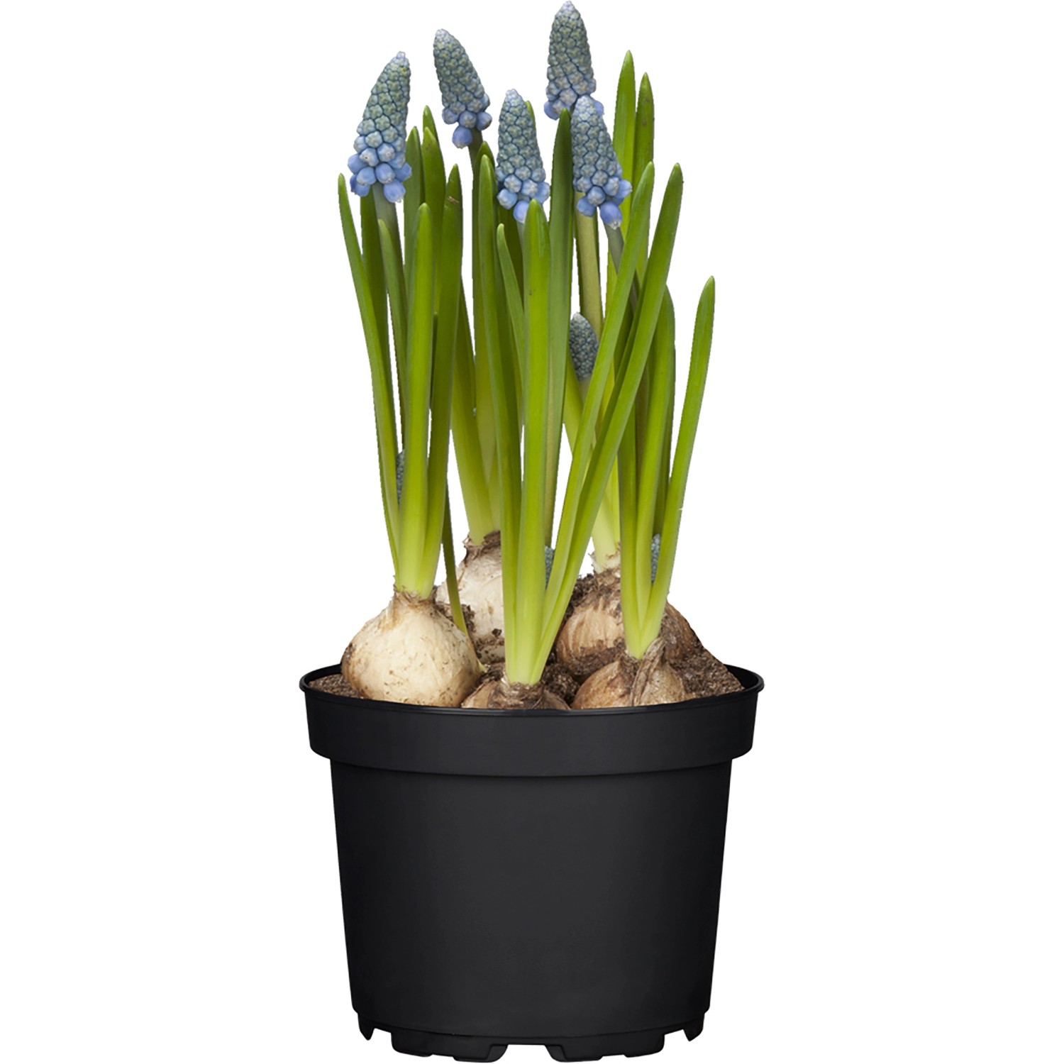 GROW by OBI Traubenhyazinthe Topf-Ø ca. 12 cm Muscari
