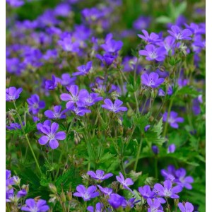 Blühender Waldstorchschnabel 'Mayflower' (Geranium sylvaticum) im Garten.