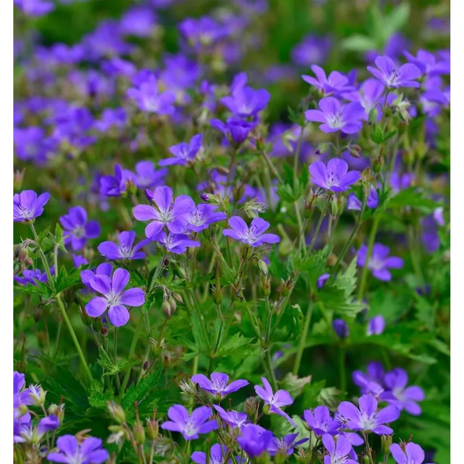 Waldstorchschnabel Mayflower - Geranium sylvaticum