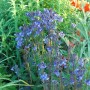 Jakobsleiter Purple Rain - Polemonium yezoense