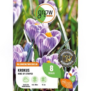 GROW by OBI Krokus King of the Striped, 8 Stück Blumenzwiebeln mit lila-weiß gestreiften Blüten.