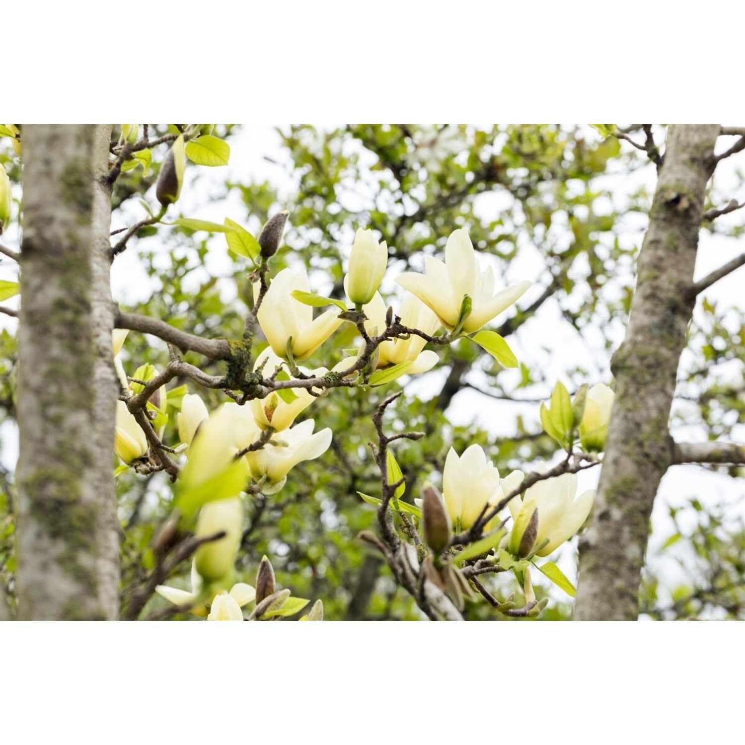 Magnolia 'Honey Tulip' Magnolie 60-80 cm günstig online kaufen
