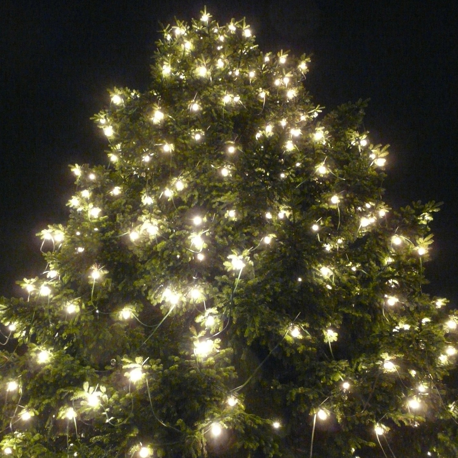 Illu Partylichterkette mit warmweißen LED-Kugellampen an einem Weihnachtsbaum.