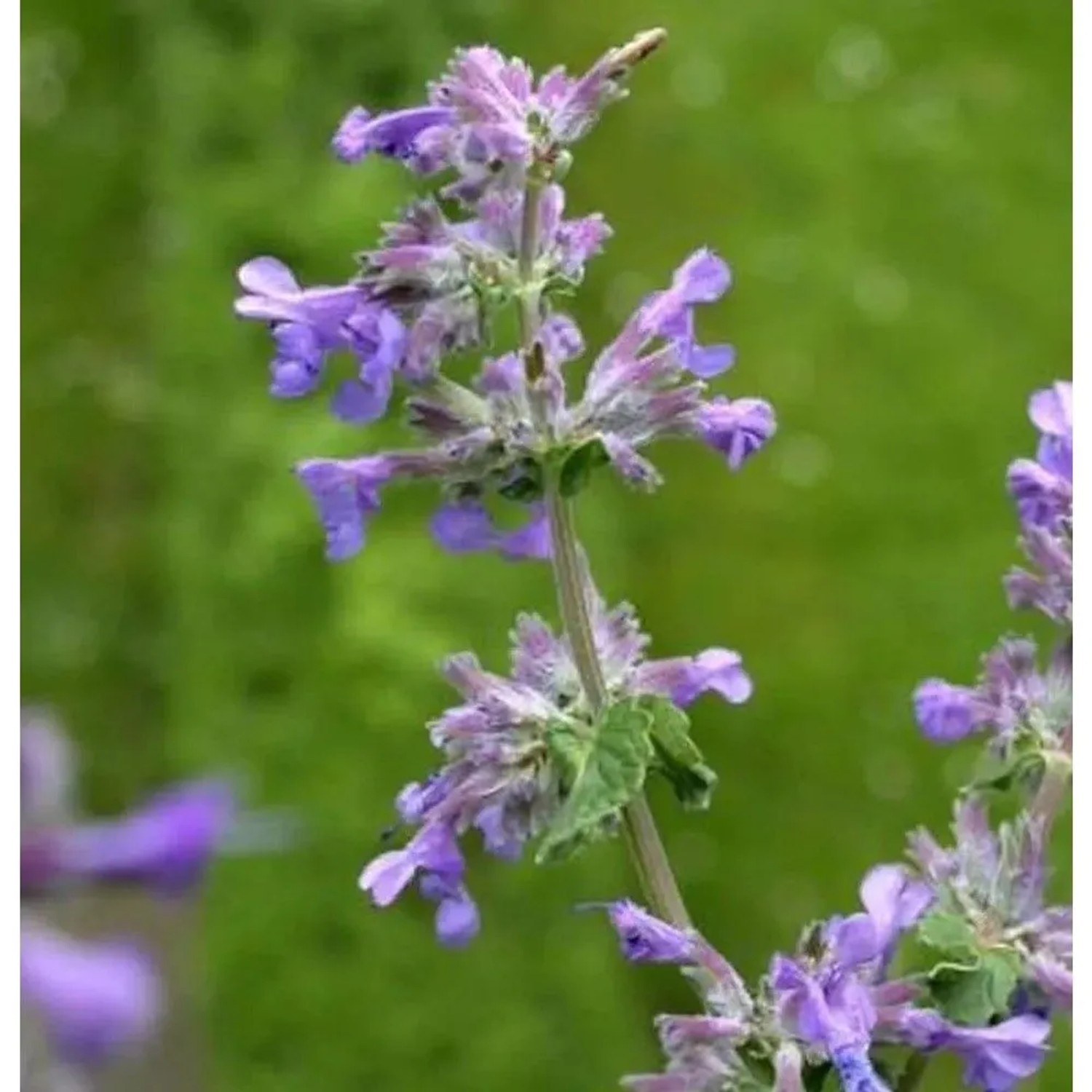 Himalaya Katzenminze - Nepeta subsessilis